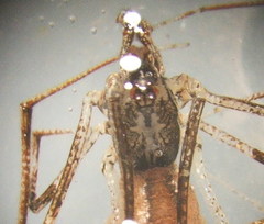 Rhomphaea nasica