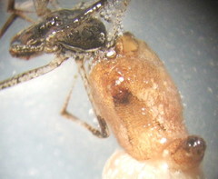 Rhomphaea nasica