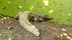 Crocodylus suchus
