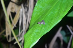 Kurixalus idiootocus