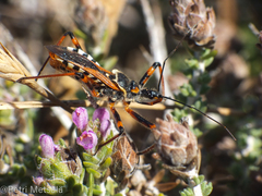 Rhynocoris punctiventris