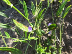 Psoralea asarina