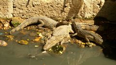 Crocodylus suchus
