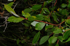 Salix apennina