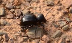 Moluris gibba