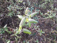 Jasminum officinale