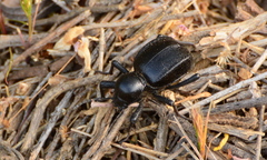 Moluris gibba