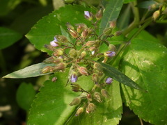Hydrolea zeylanica