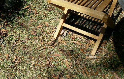 Hemiaspis signata
