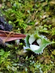 Asarum pulchellum