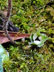 Asarum pulchellum