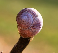 Helix pomatia