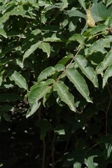 Commiphora harveyi