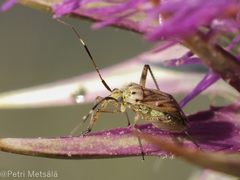 Closterotomus histrio