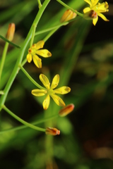 Eriospermum abyssinicum