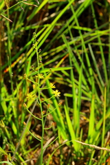 Eriospermum abyssinicum