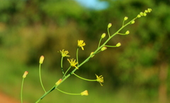 Eriospermum abyssinicum
