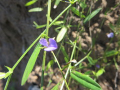 Psoralea asarina