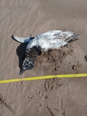 Spheniscus magellanicus