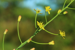 Eriospermum abyssinicum