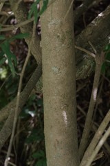 Commiphora harveyi
