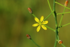 Eriospermum abyssinicum