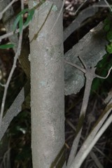 Commiphora harveyi