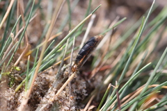 Rogadinae