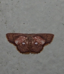 Chrysocraspeda argentimacula