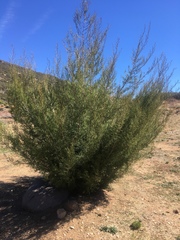 Cupressus stephensonii
