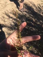 Cupressus stephensonii