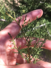 Cupressus stephensonii