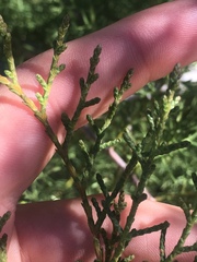 Cupressus stephensonii