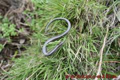 Chalcides chalcides