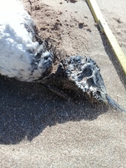 Spheniscus magellanicus