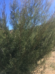 Cupressus stephensonii