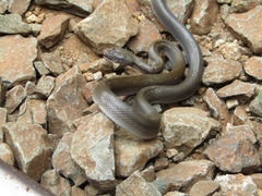 Boaedon fuliginosus