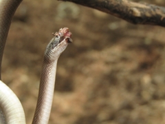 Boaedon fuliginosus