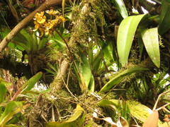 Trichocentrum bicallosum