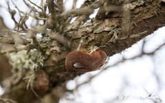 Fomitiporia hippophaeicola