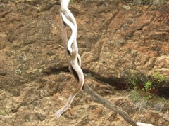 Boaedon fuliginosus