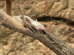 Boaedon fuliginosus