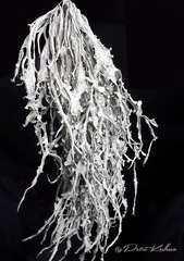 Ramalina fraxinea