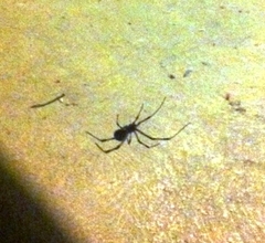 Latrodectus geometricus