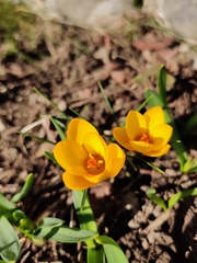 Crocus flavus