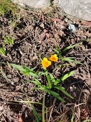 Crocus flavus