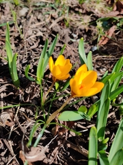 Crocus flavus