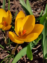 Crocus flavus