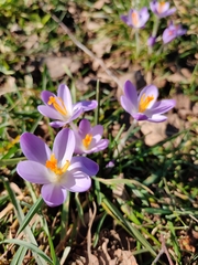 Crocus