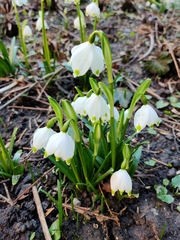 Leucojum vernum